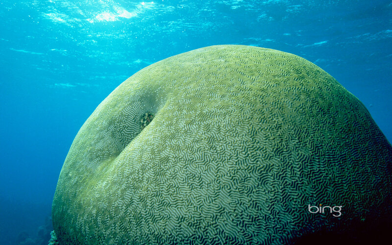 Brain Coral Underwater — Blue