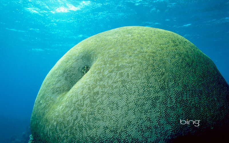 brain coral underwater