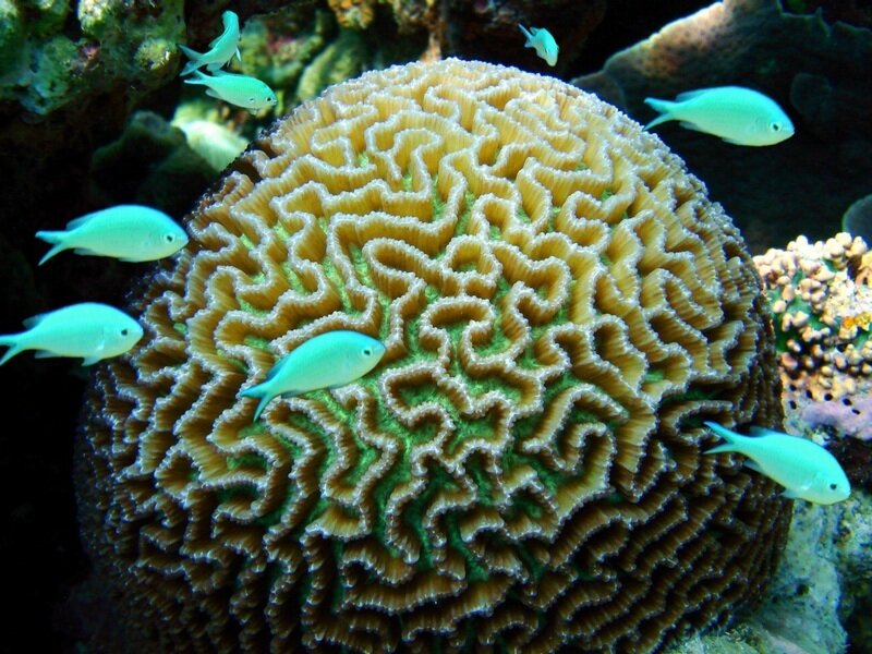 Brain Coral with Fish