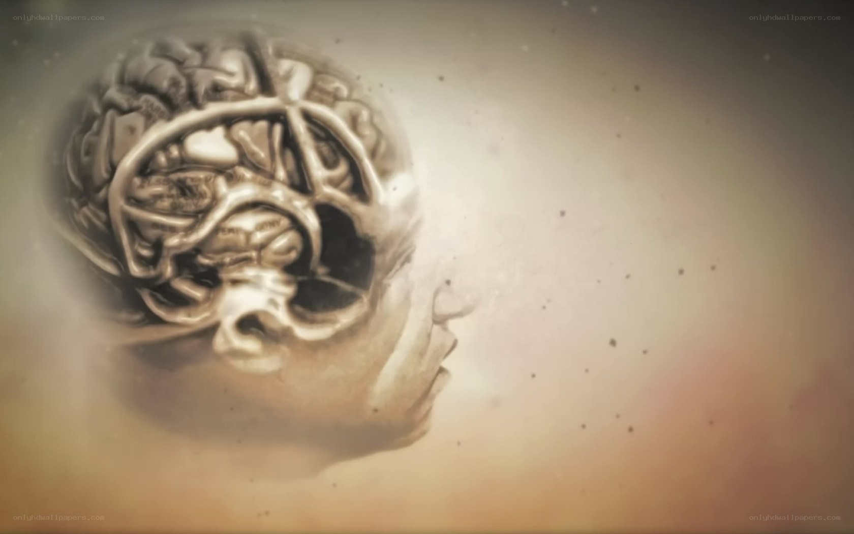 brain in profile view