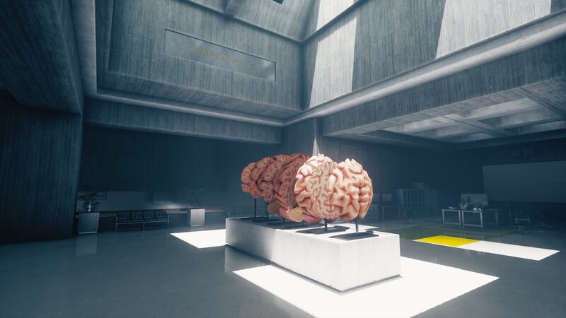 Brain Model on Display