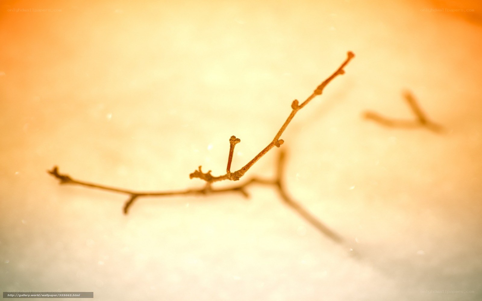 Branch in warm light