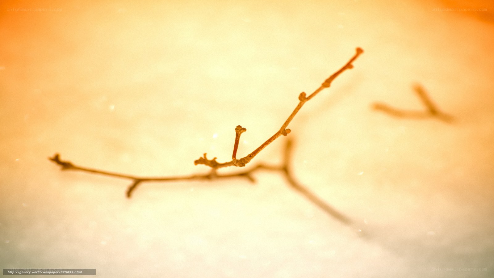 Branch in warm light