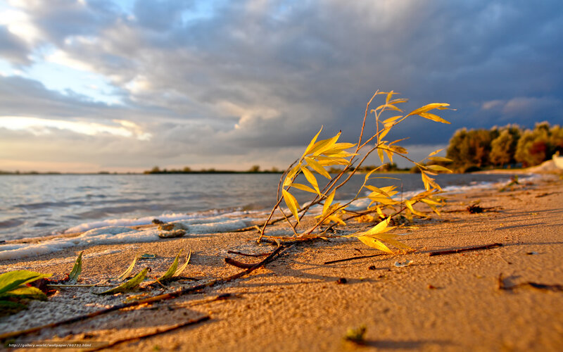 Branch on a beach at sunset