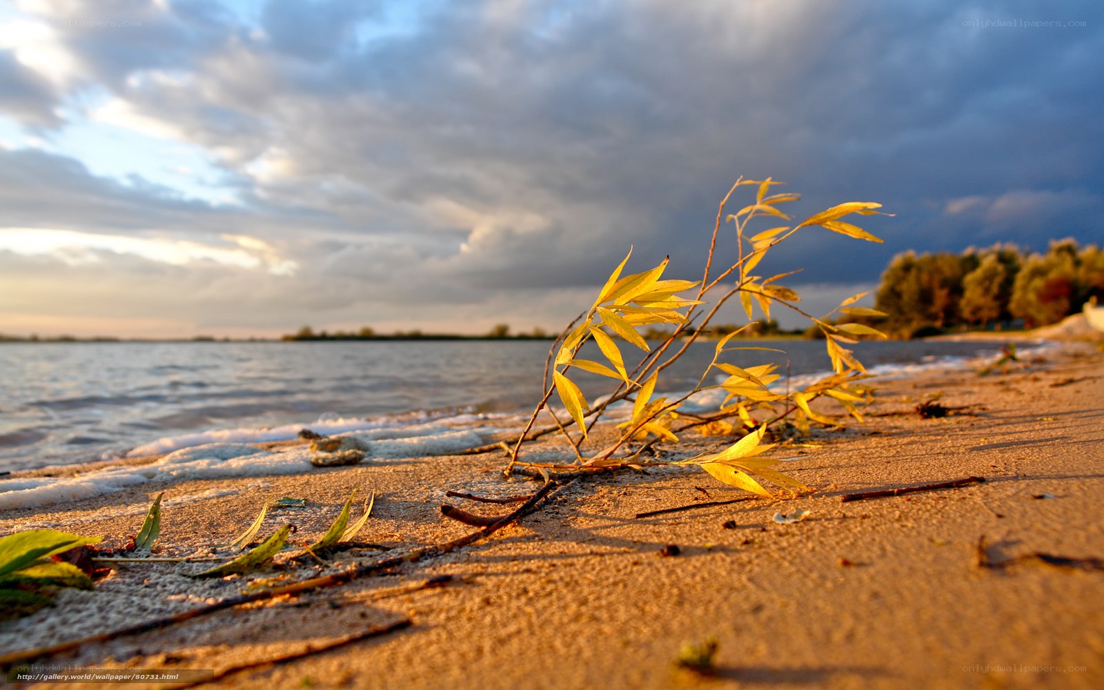 Branch on a beach at sunset