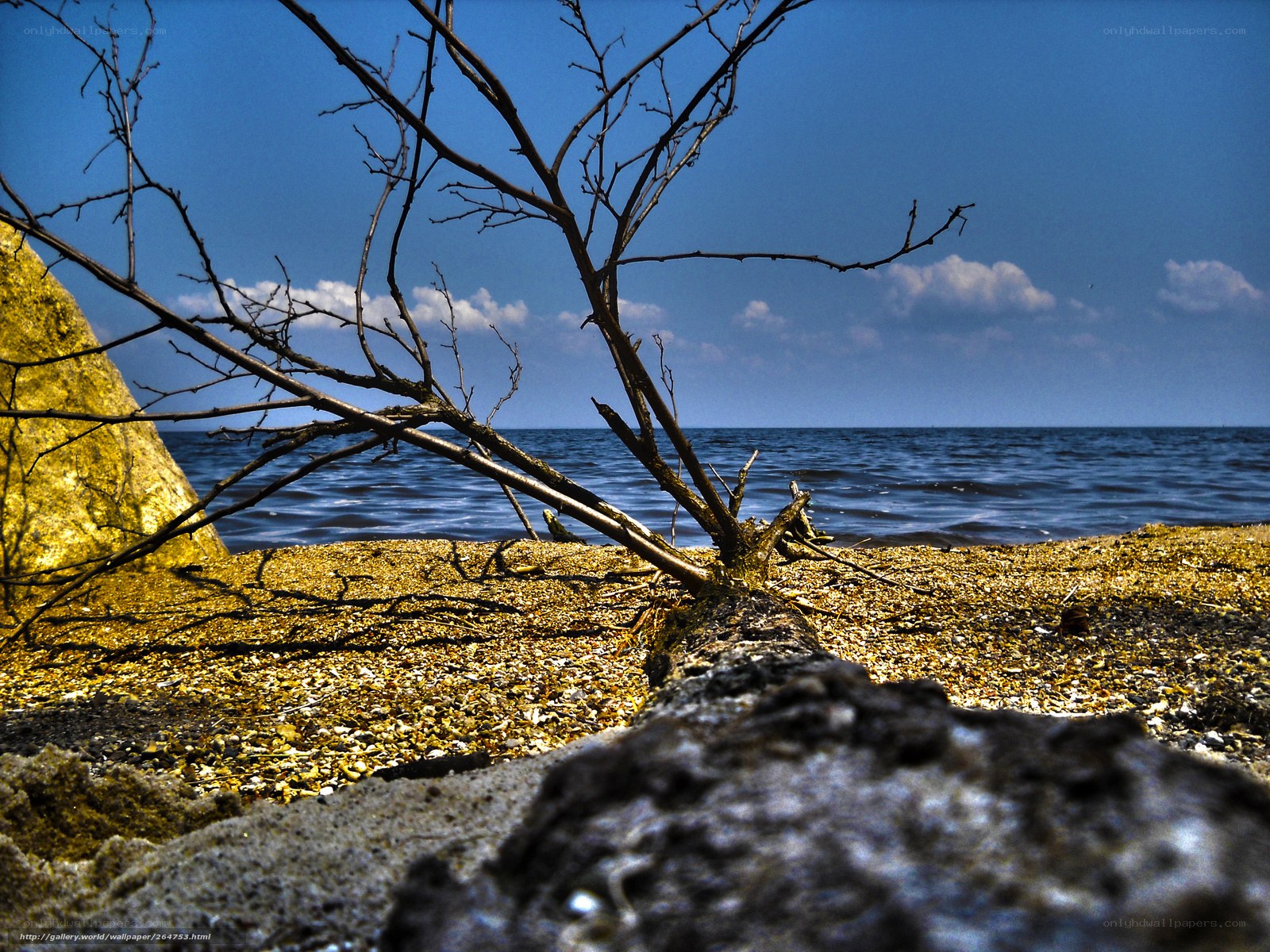 Branch on a pebble beach
