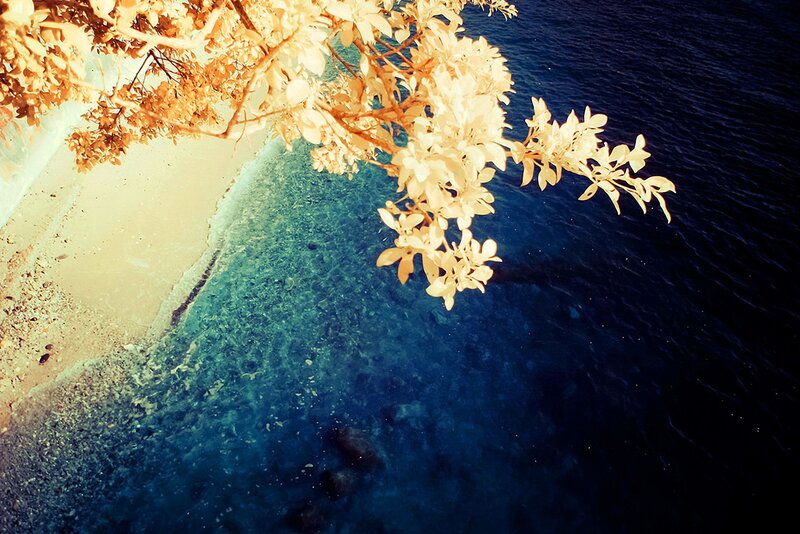 Branch over the sea