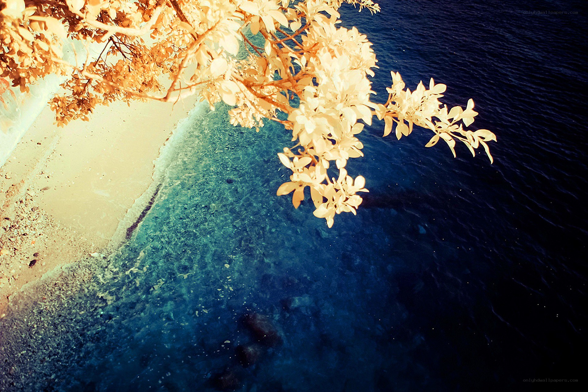 Branch over the sea