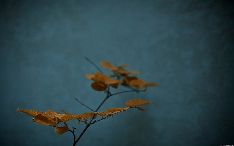 Branch with Autumn Leaves — Brown