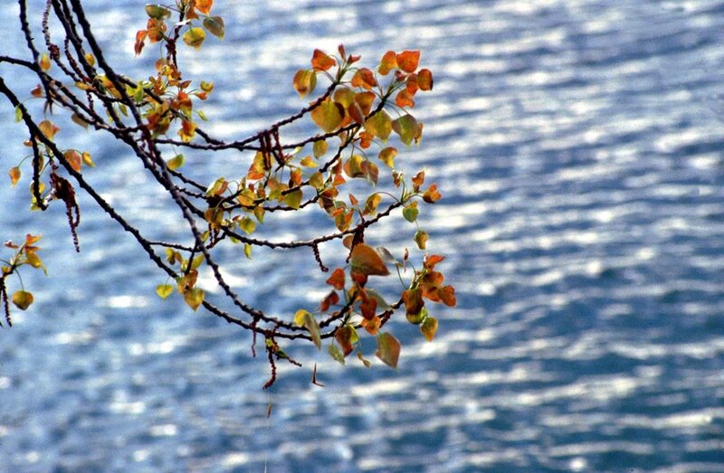 Branch with autumn leaves by water