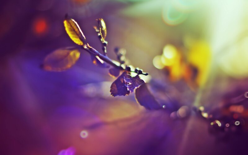Branch with Autumn Leaves — Purple