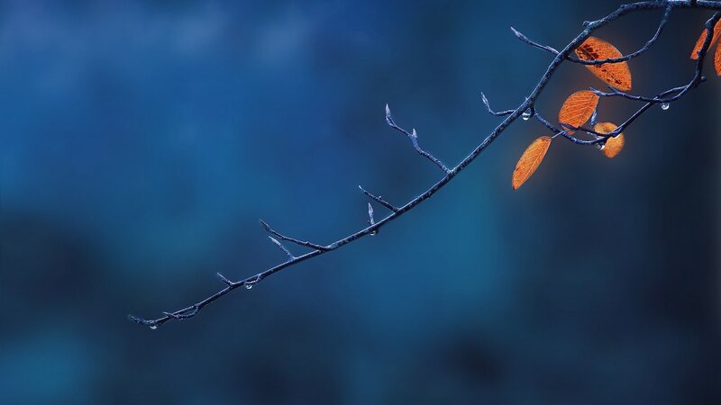 Branch with autumn leaves