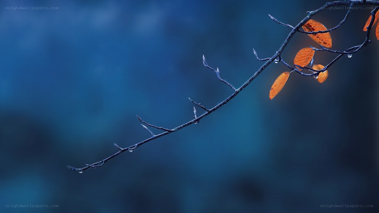 Branch with autumn leaves
