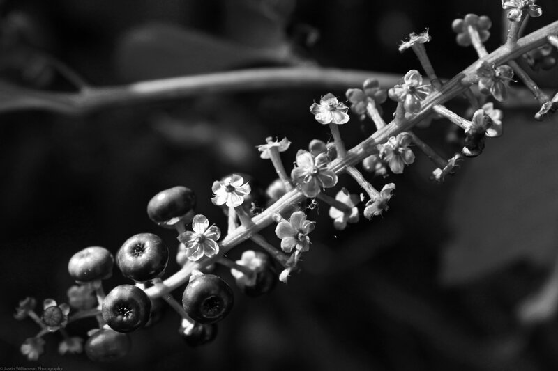 Branch with Berries and Flowers