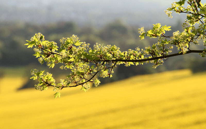 Branch with blossoms in a yellow field