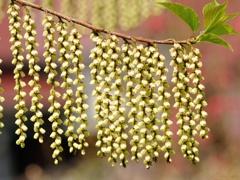Branch with Blossoms
