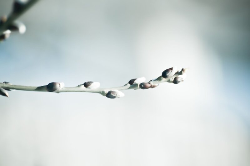 Branch with budding buds