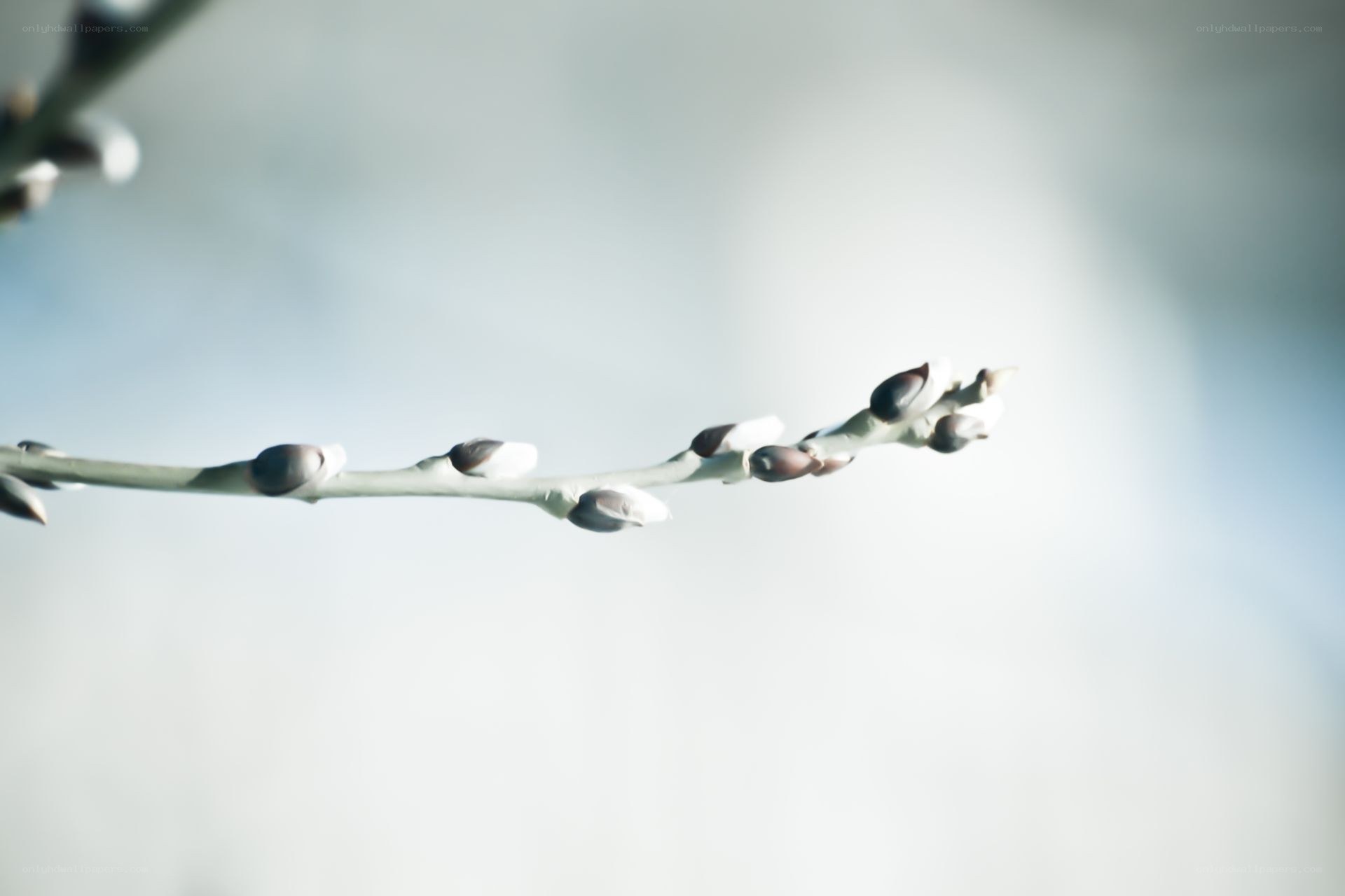 Branch with budding buds