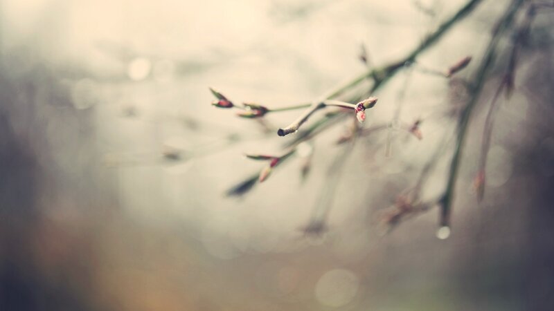 Branch with Budding Leaves