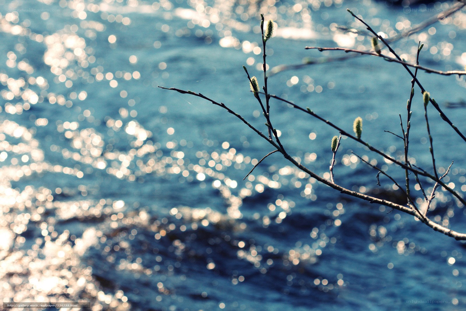 Branch with buds by water