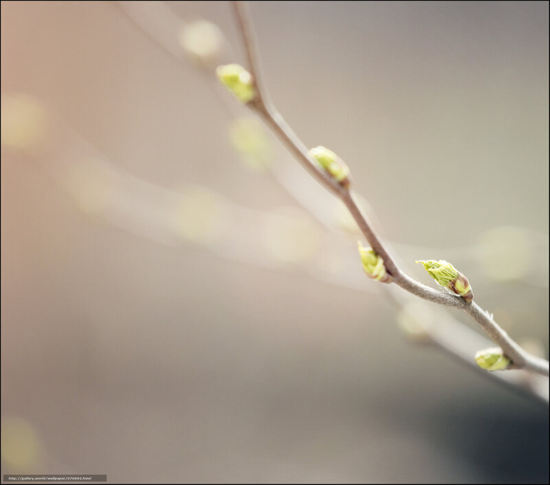 Branch with Buds