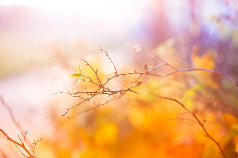 Branch with Green Leaf