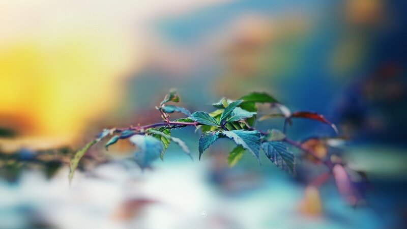 Branch with green leaves at sunset