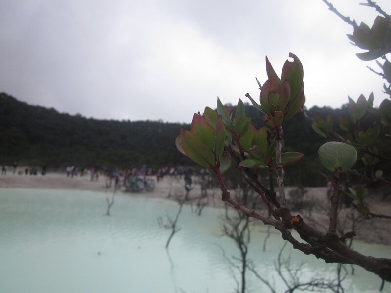 Branch with Green Leaves — Overcast