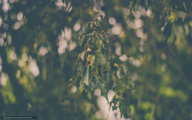 Branch with Green Leaves — Serene