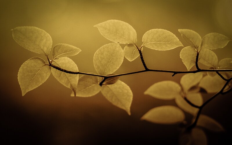 Branch with Green Leaves — Yellow