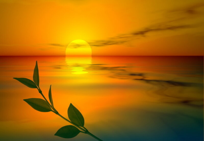 Branch with Leaves at Sunset