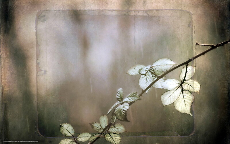 Branch with leaves in soft light