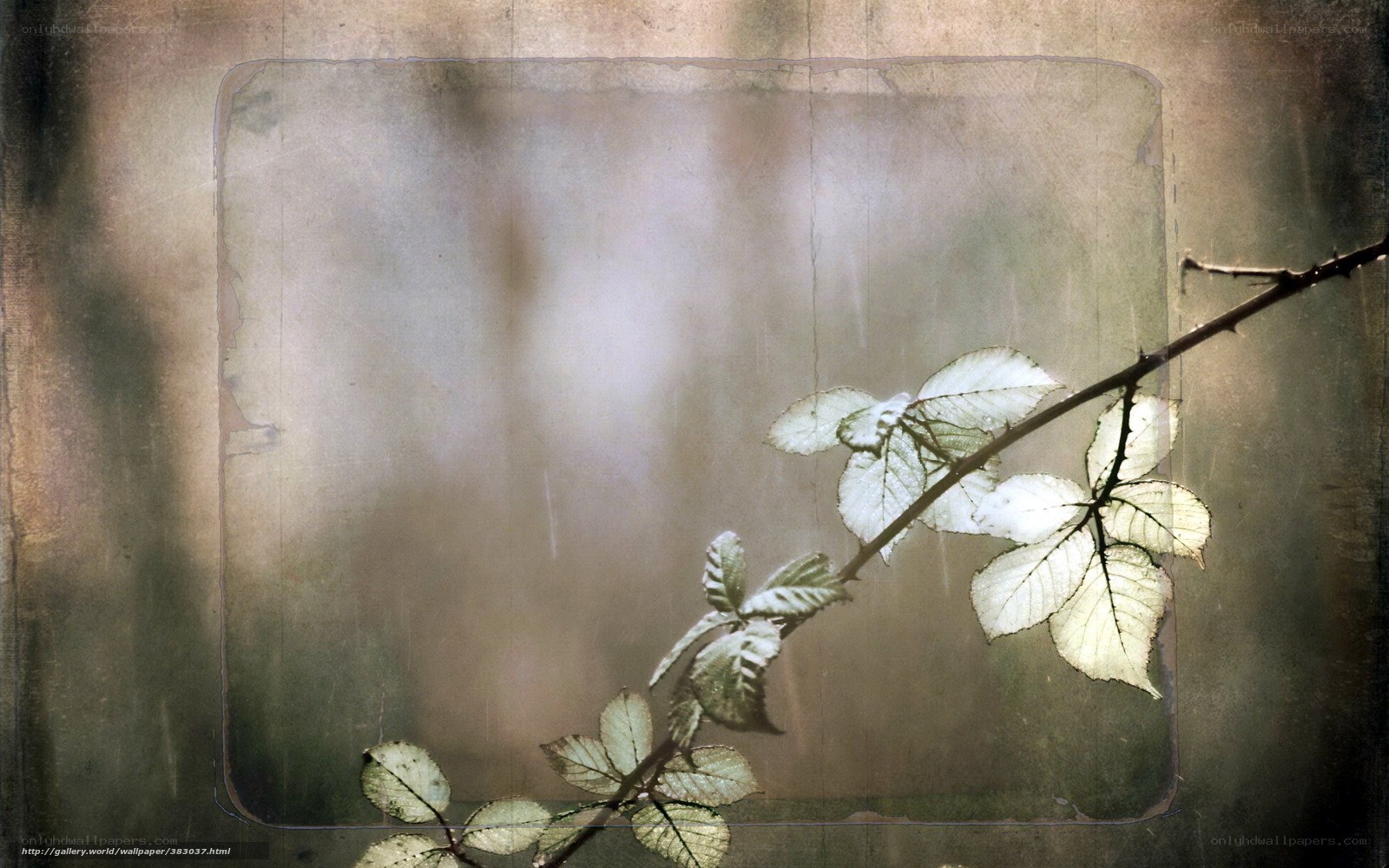 Branch with leaves in soft light