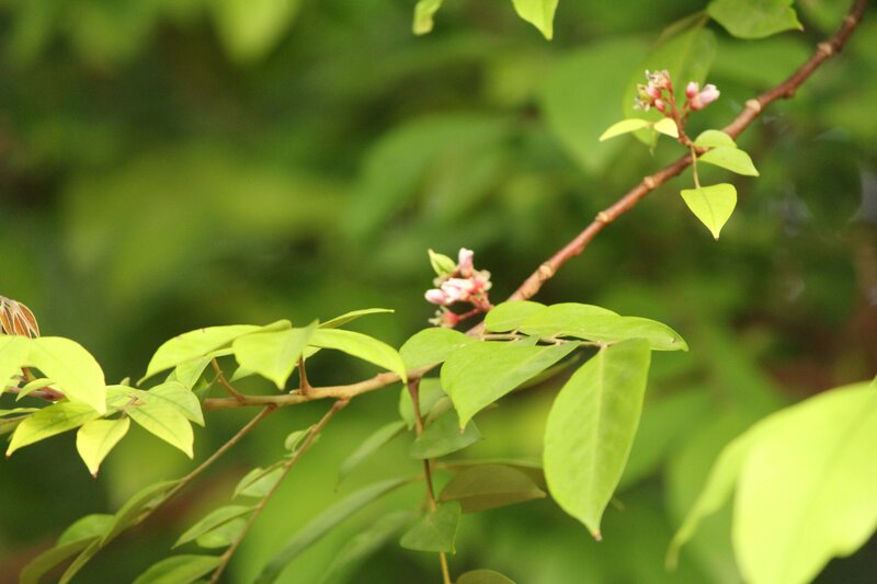 Branch with Pink Flowers — Green
