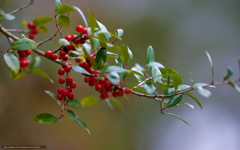 Branch with Red Berries — Calm, Autumn