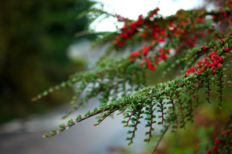 Branch with Red Berries — Calm