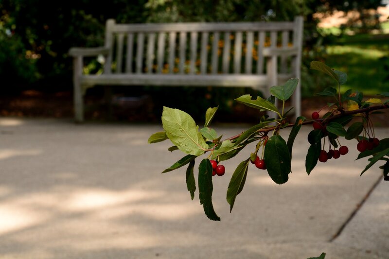Branch with Red Berries