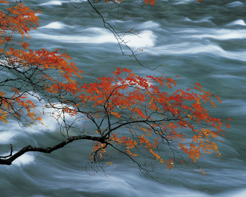 Branch with Red Leaves — Serene, Autumn