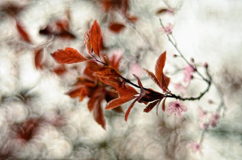 Branch with Red Leaves