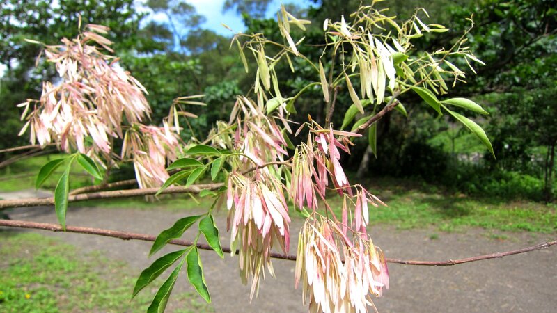 Branch with Seed Pods