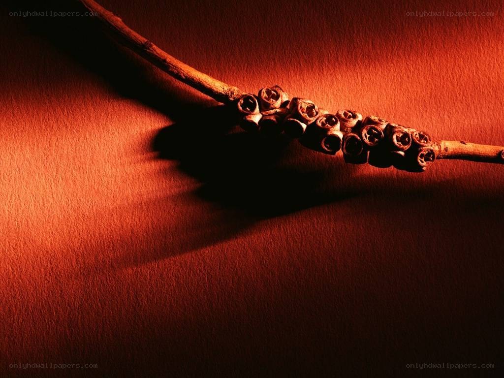 Branch with seed pods under warm light