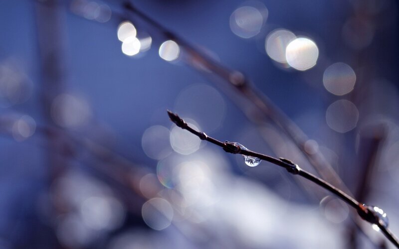 Branch with Water Droplet — Blue