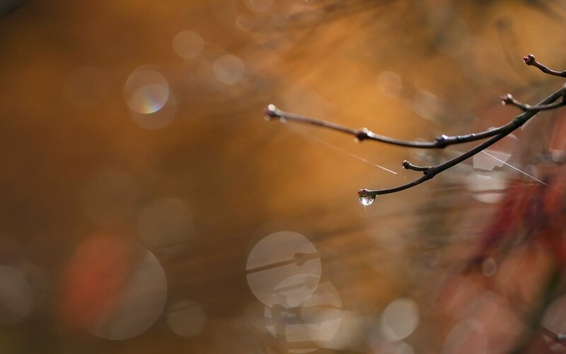 Branch with Water Droplet — Brown