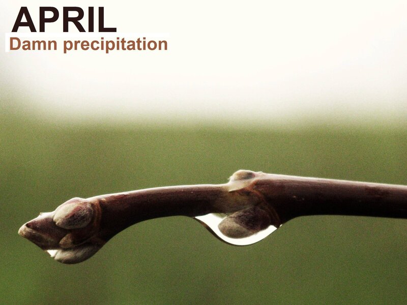 Branch with Water Droplet