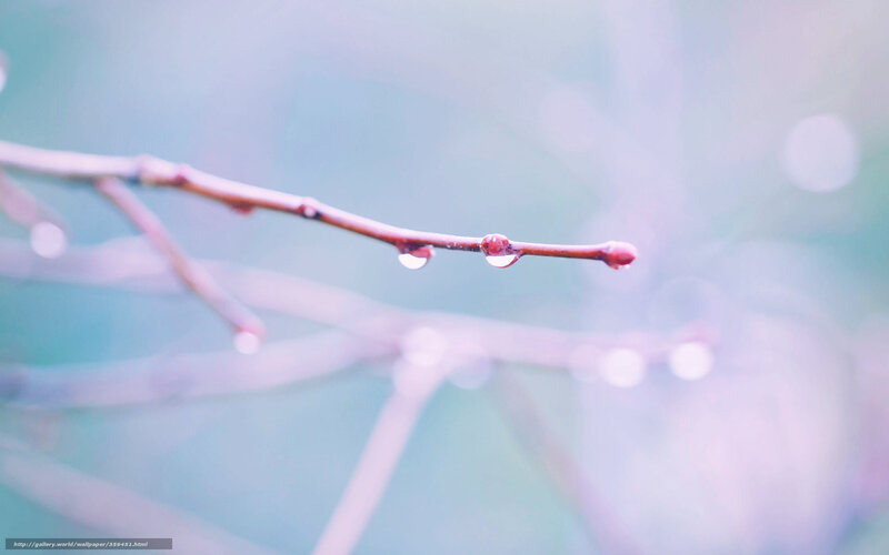 Branch with Water Droplets — Blue, Serene