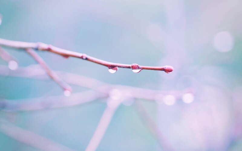 Branch with Water Droplets — Blue
