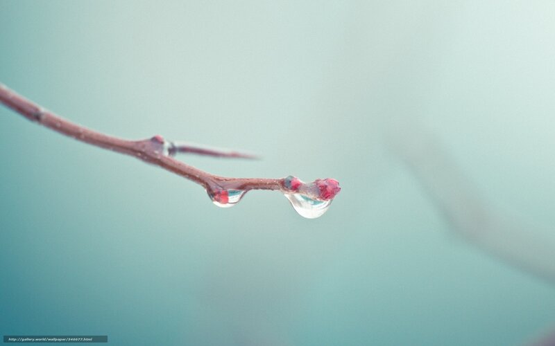 Branch with Water Droplets — Teal