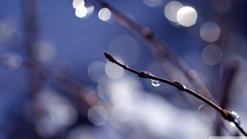 Branch with Water Droplets