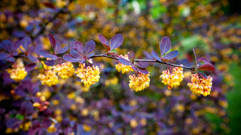 Branch with Yellow Flowers — Serene