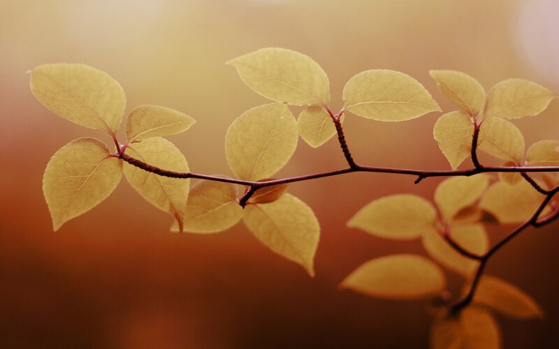 Branch with Yellow Leaves — Serene, Autumn